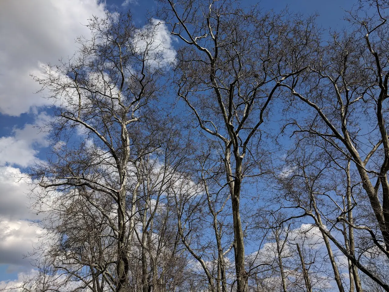 Landscape — 99