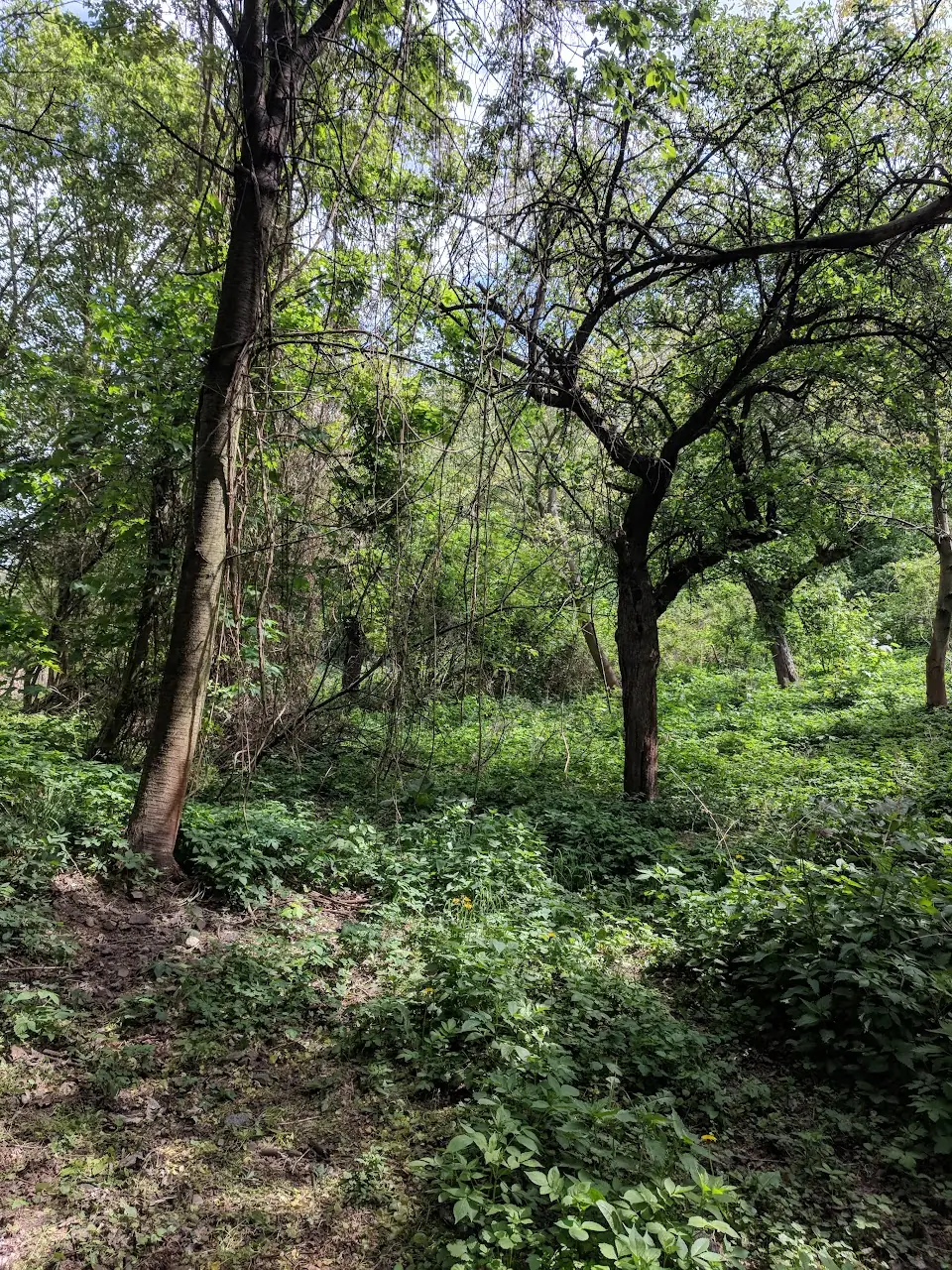 Landscape — 76