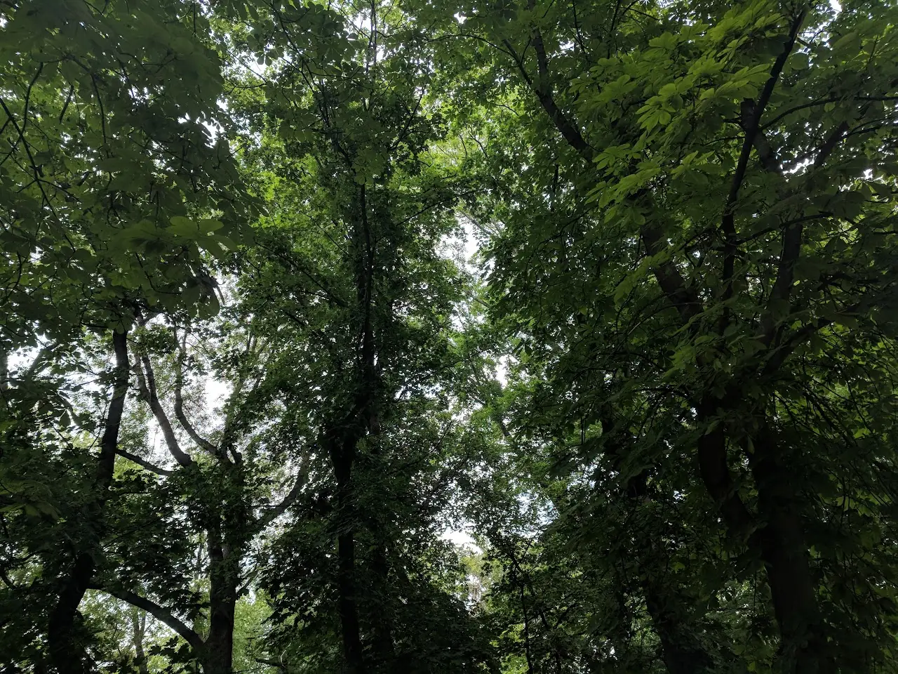 Landscape — 44