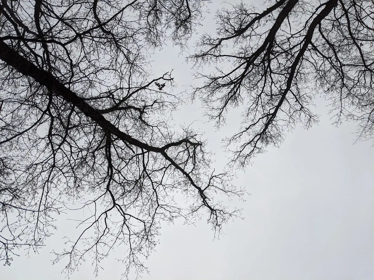 Landscape — 18