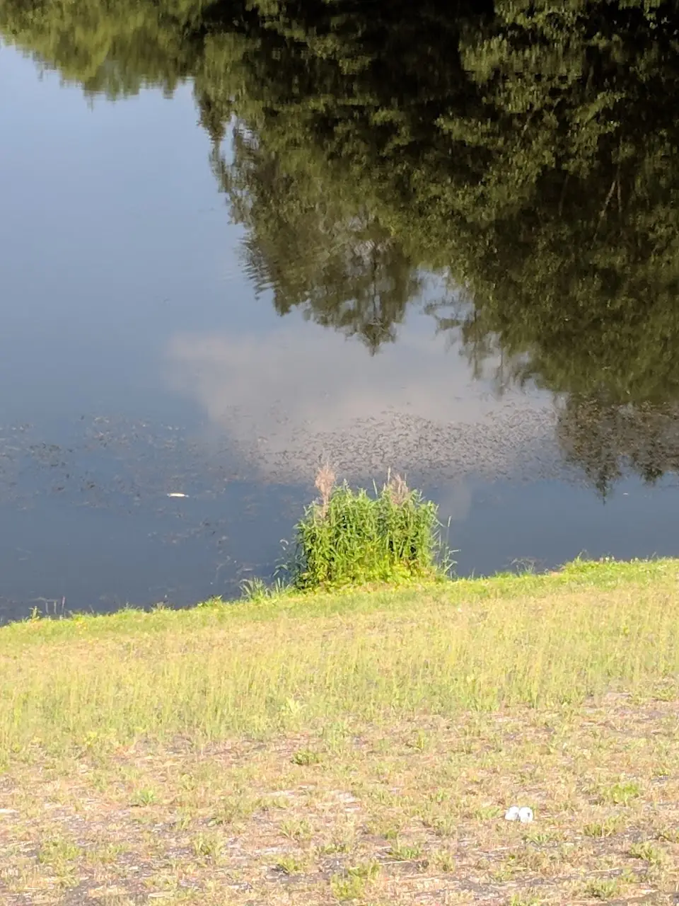 Reflections — 44