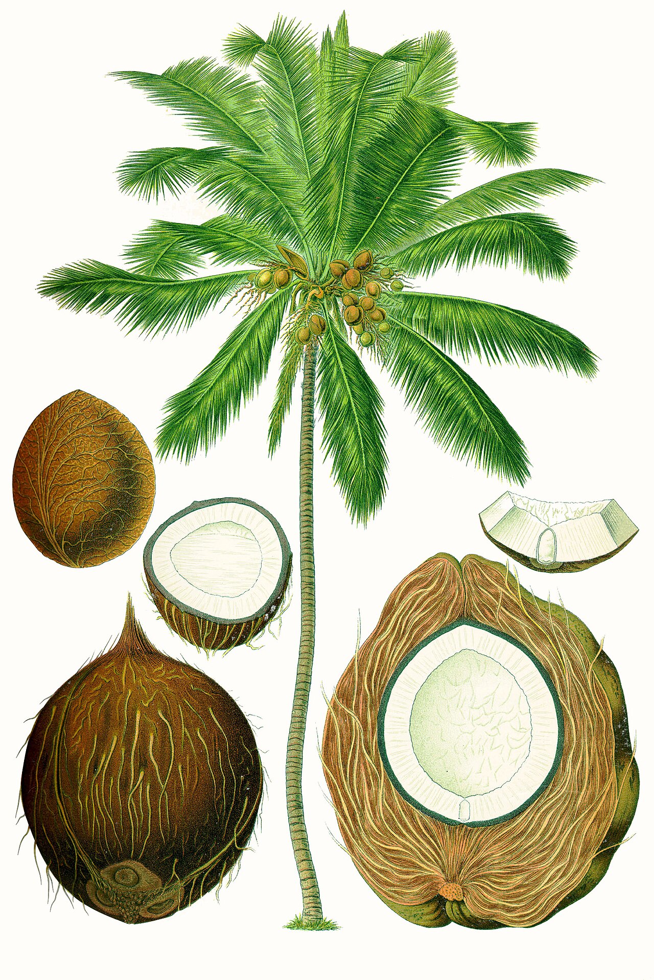 Coconuts